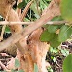 Rhododendron thomsonii Corteza
