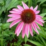 Echinacea angustifolia 花