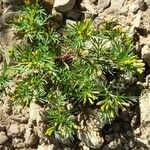 Tagetes filifolia Elinympäristö