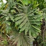 Philodendron bipinnatifidum পাতা