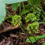 Aralia nudicaulis Φρούτο