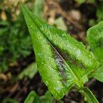 Persicaria capitata Leaf