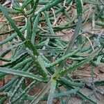 Aloe millotii