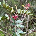 Pistacia lentiscus Leaf