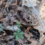 Potentilla canadensis Hoja