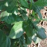 Ehretia macrophylla Folha