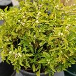 Alternanthera bettzickiana 整株植物