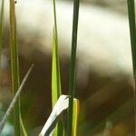 Phleum phleoides Leaf