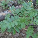 Sorbus californica Lehti