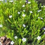 Diosma hirsuta 葉