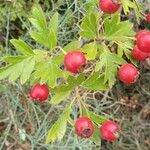 Crataegus rhipidophylla Otro