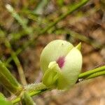 Macrotyloma axillare Flower