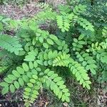 Robinia pseudoacaciaপাতা