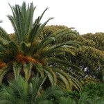 Phoenix canariensis Folha