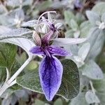 Teucrium fruticans Blüte