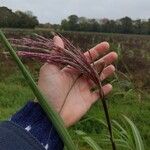 Miscanthus sinensisÇiçek