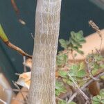 Aloidendron tongaense Bark