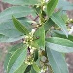 Myoporum laetum Blad