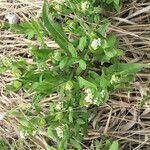 Comandra umbellata Habit