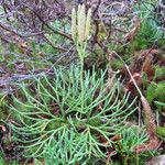 Lycopodium × zeilleri Elinympäristö