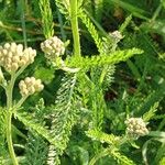 Achillea distans 葉