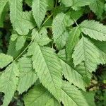 Rubus fraxinifolius Hoja