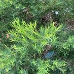 Melaleuca linariifolia Blatt