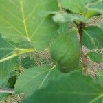 Ficus johannis Fruit