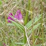 Vicia sativa Blomma