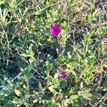 Petunia integrifolia Hàbitat