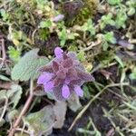 Lamium purpureum Floare