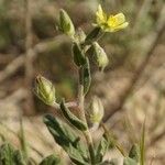 Helianthemum salicifolium Лист