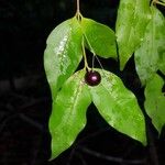 Myrcia hylobates Fruit