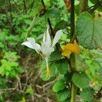 Hibiscus fuscus Blomst