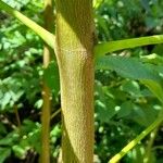 Juglans australis Kora