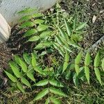 Rhus glabra Leaf