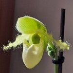 Paphiopedilum primulinum Flor