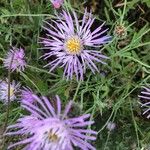 Volutaria muricata Fula
