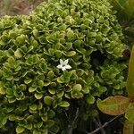 Psychotria micromyrtus Habit