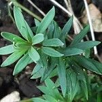 Galium sylvaticum Folha