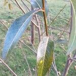 Salix × hermaphroditica Leaf