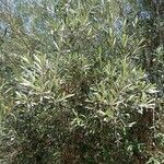 Olea europaeaLeaf