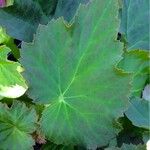 Begonia grandis Leaf