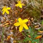 Hypericum linariifolium Kukka