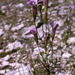 Gentianopsis crinita Цветок
