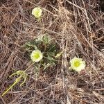 Monsonia longipes Blomst