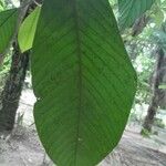 Minquartia guianensis Fuelha