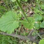 Doronicum pardalianches Leaf