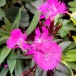 Dianthus chinensis Flower