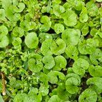 Dichondra carolinensis Feuille